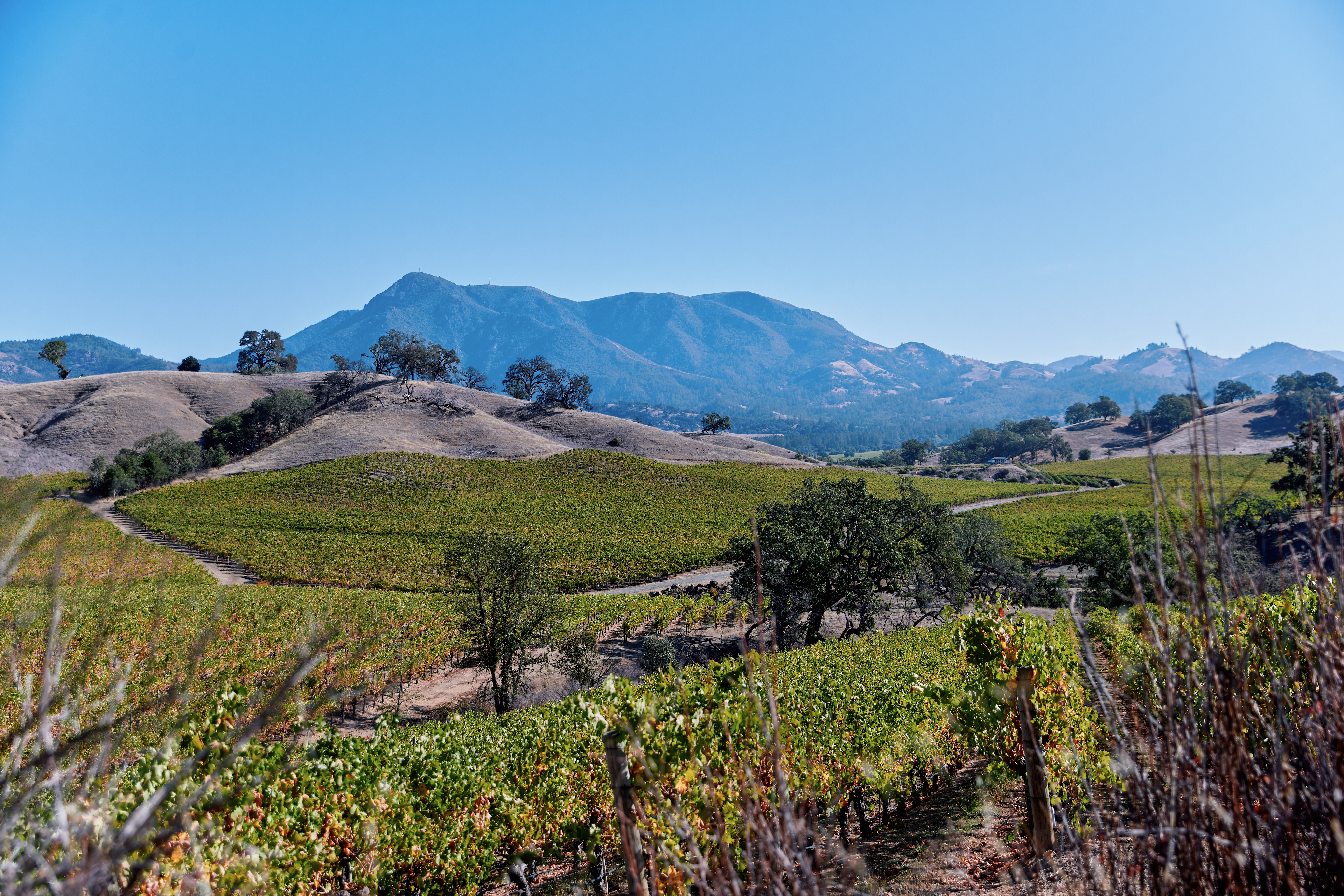 Mount St. Helena Terroir