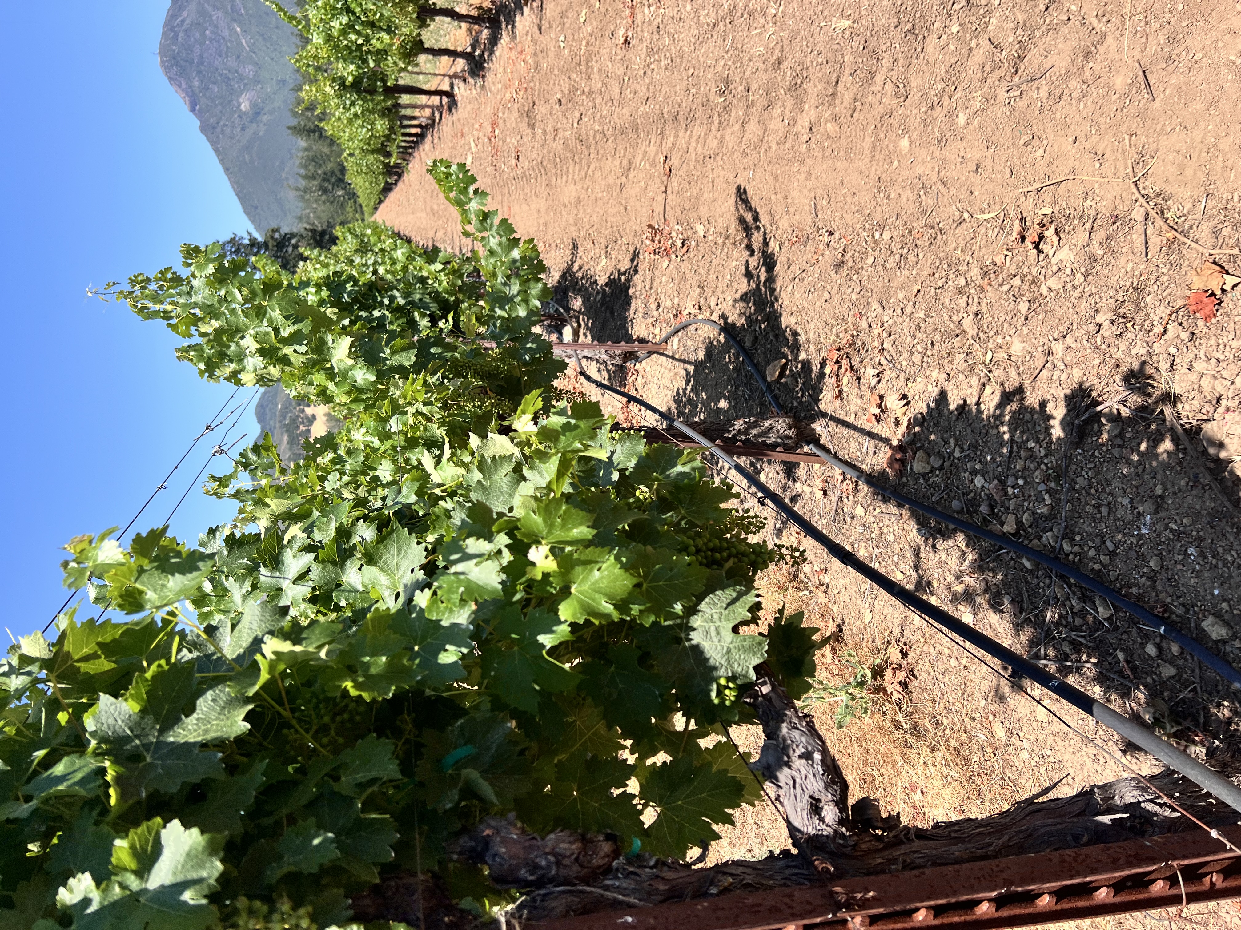 Vineyard Mountain